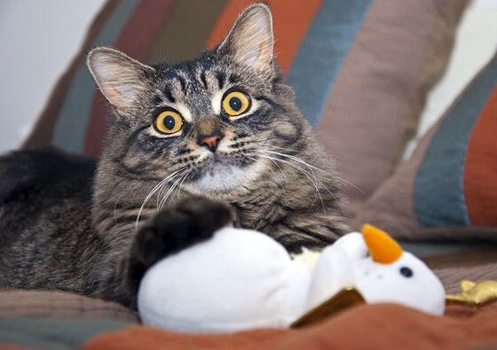 恩佐连珠炮式得分击穿防线，土耳其力克牙买加锁定胜局